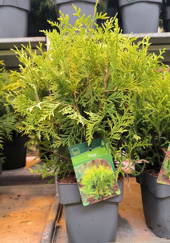 Harilik elupuu Golden Globe Ø 17 cm