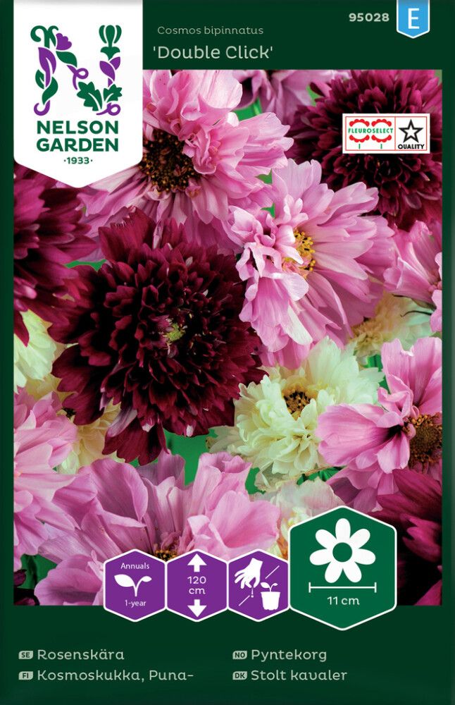 Harilik kosmos Double Click