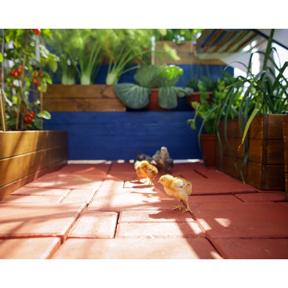 Kasvuhoone Palram-Canopia Mythos 2,3 m², hõbedane