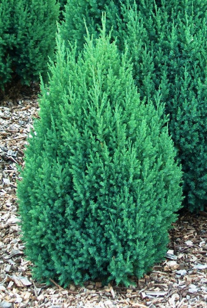 Hiina kadakas Stricta