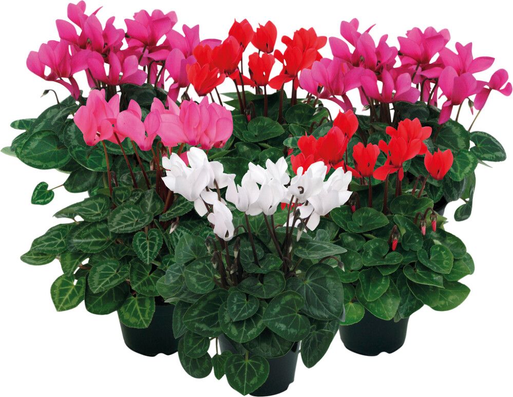 Alpikanni valik Ø 10,5 cm