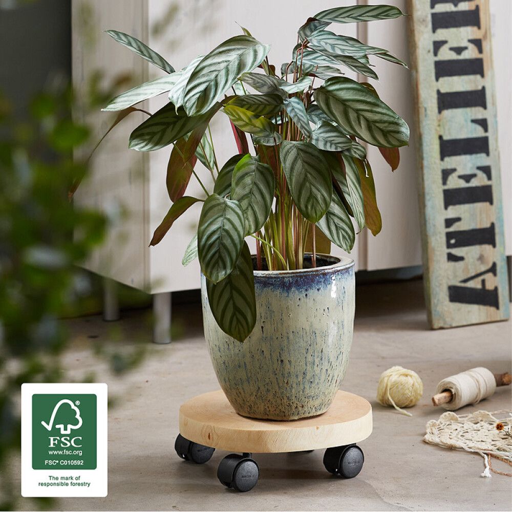 Lillepoti alus 25 cm, kask