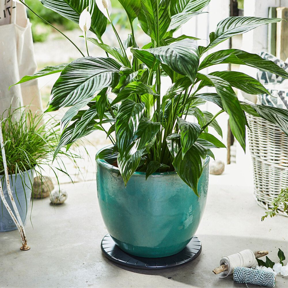 Lillepoti alus 30 cm, must