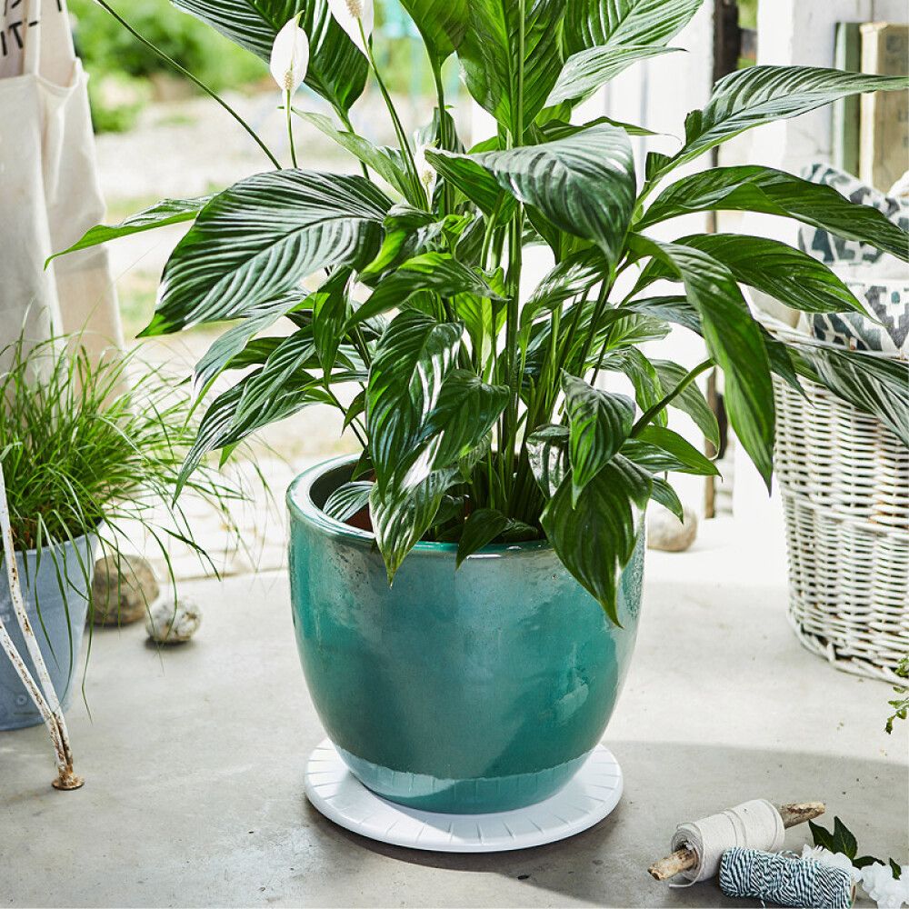 Lillepoti alus Ultraflat 30 cm, valge