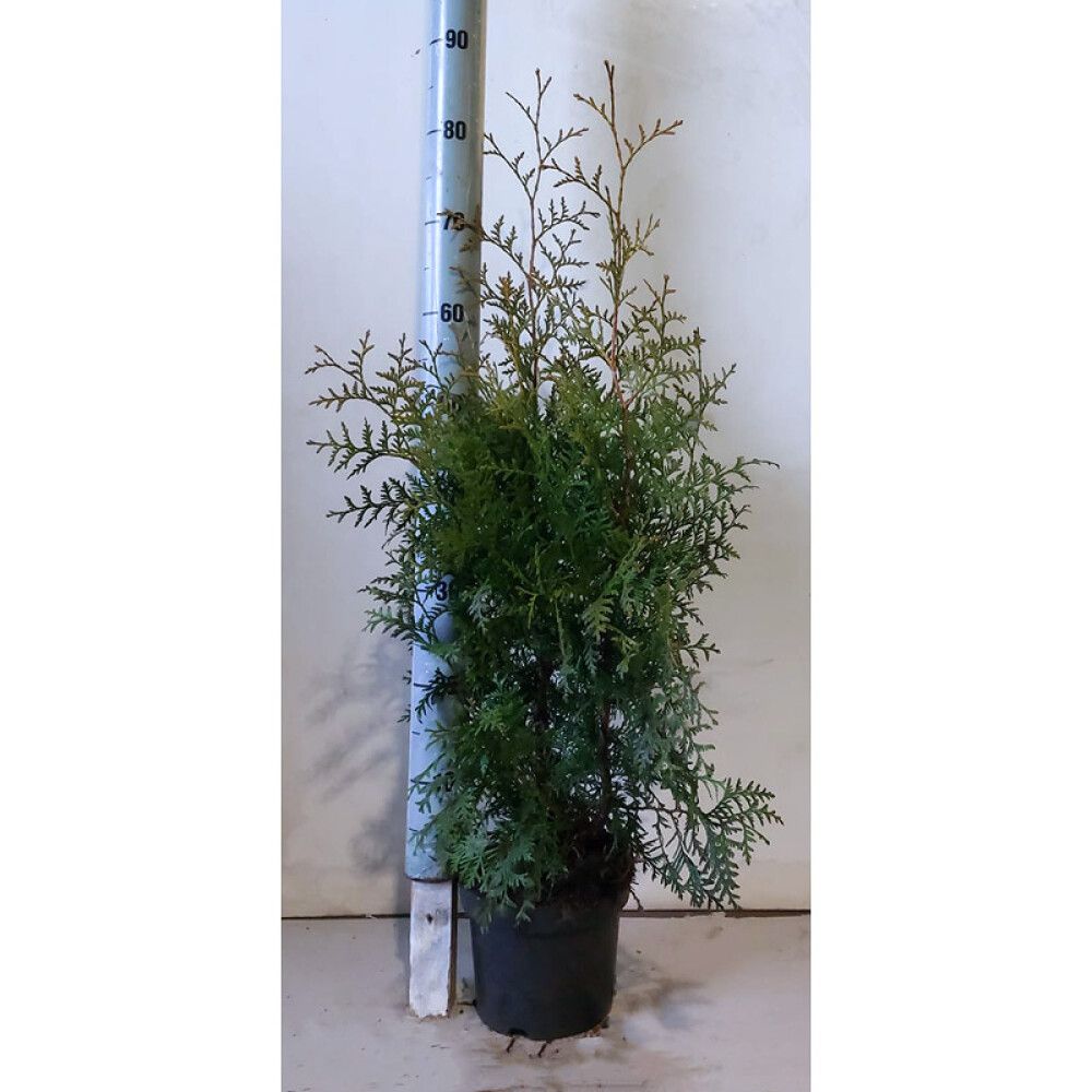 Harilik elupuu Brabant Ø 19 cm