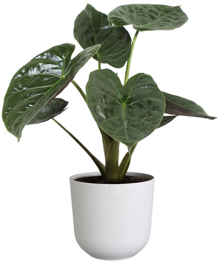 Ümbrispott Elho Jazz Ø 26 cm, valg