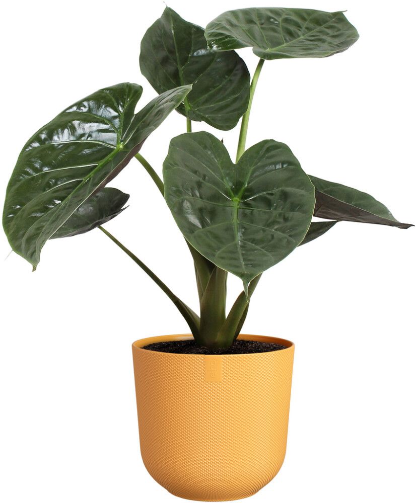 Väikepilt 6