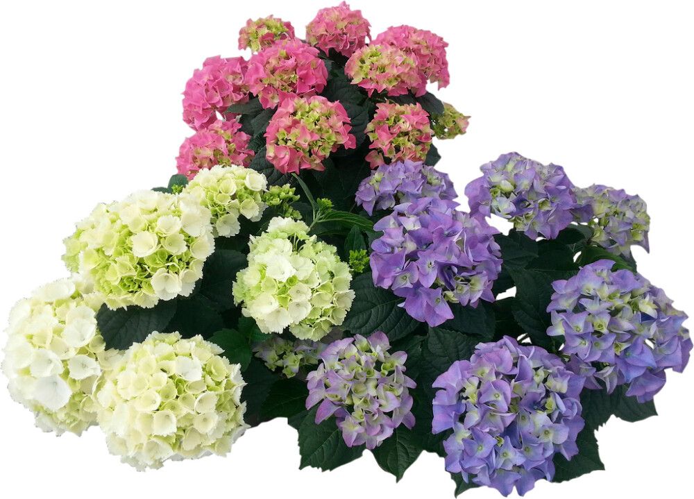 Hortensia Hydrangea Ø 29 cm