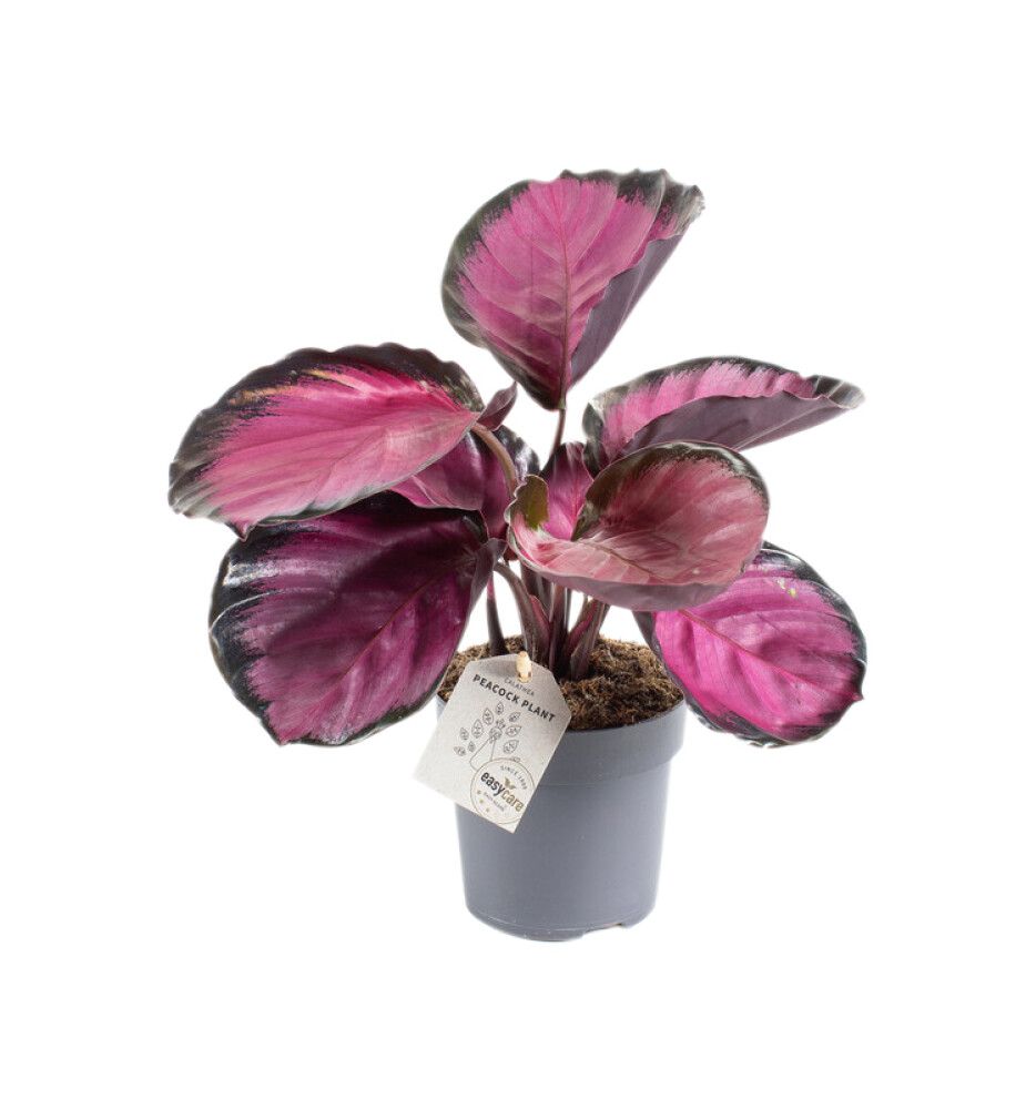 Tiigerlehik Rosey Ø 11 cm