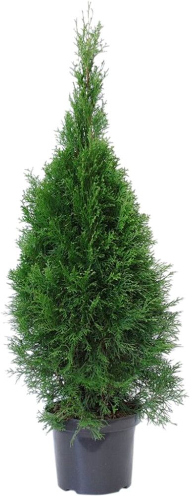 Harilik elupuu Smaragd Ø 26 cm
