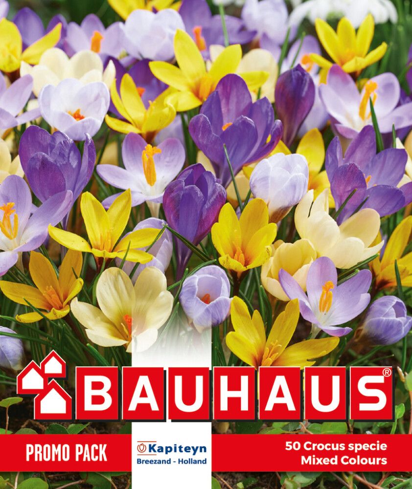 Krookuste mix Kapiteyn 50 tk