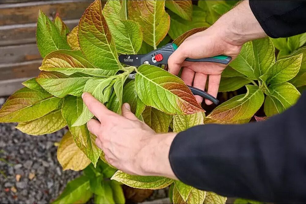 Oksakäärid Gardol Premium GDB20