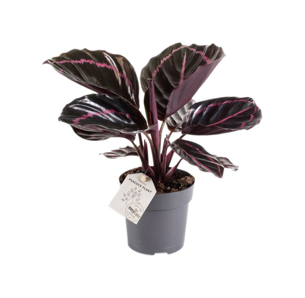 Tiigerlehik Dottie Ø 11 cm