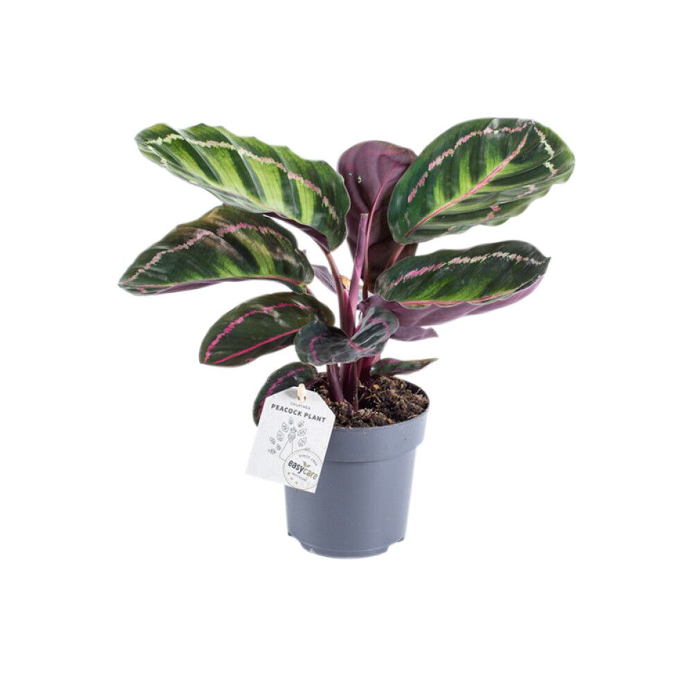 Tiigerlehik Calathea Illustris Ø 11 cm