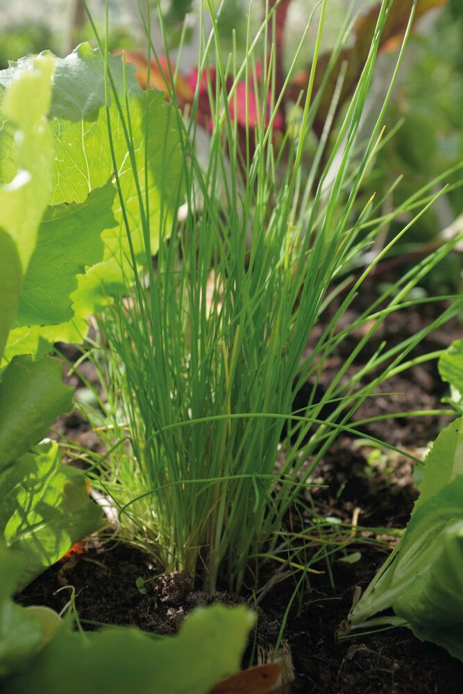 Murulauk Nelson Garden Dolores