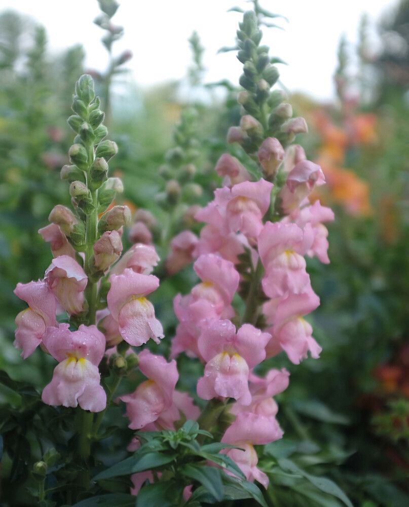 Lõvilõug Nelson Garden Opus Pink F1