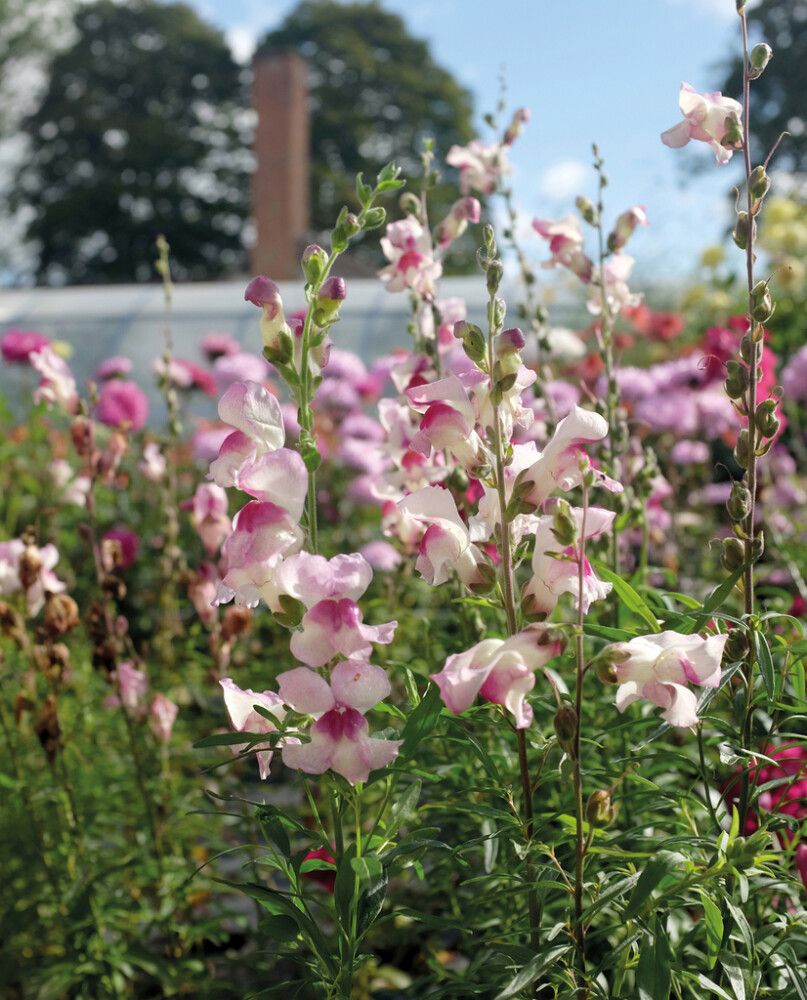 Lõvilõug Nelson Gardena Lucky Lips