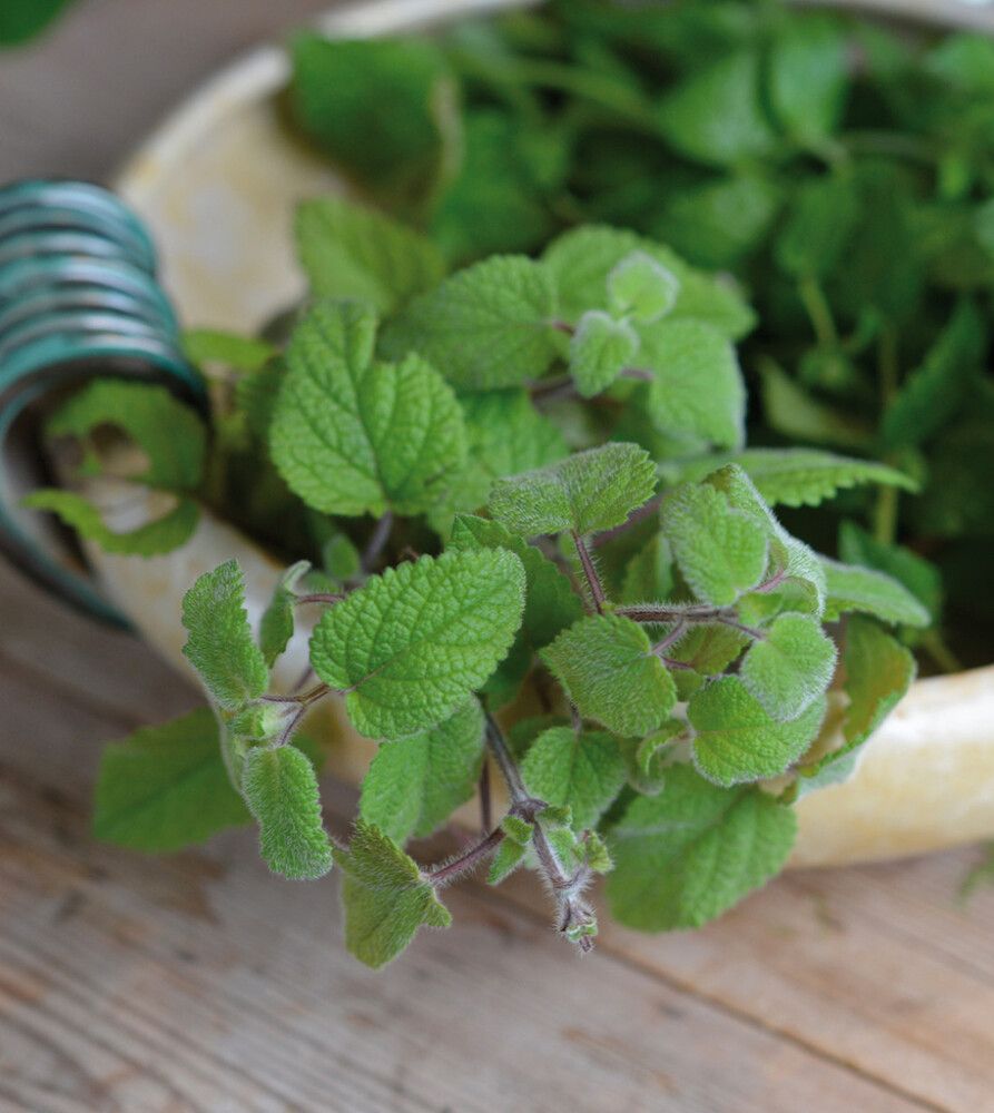 Sidrunmeliss Nelson Garden Mandarina