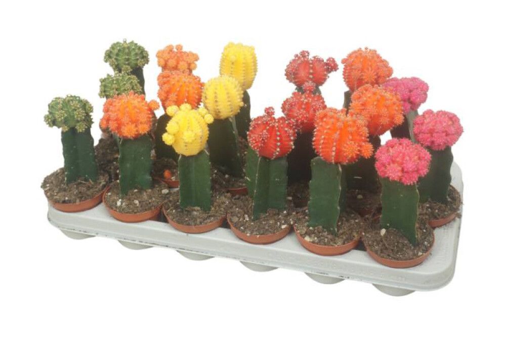 Nudinupp Mix Ø 6 cm