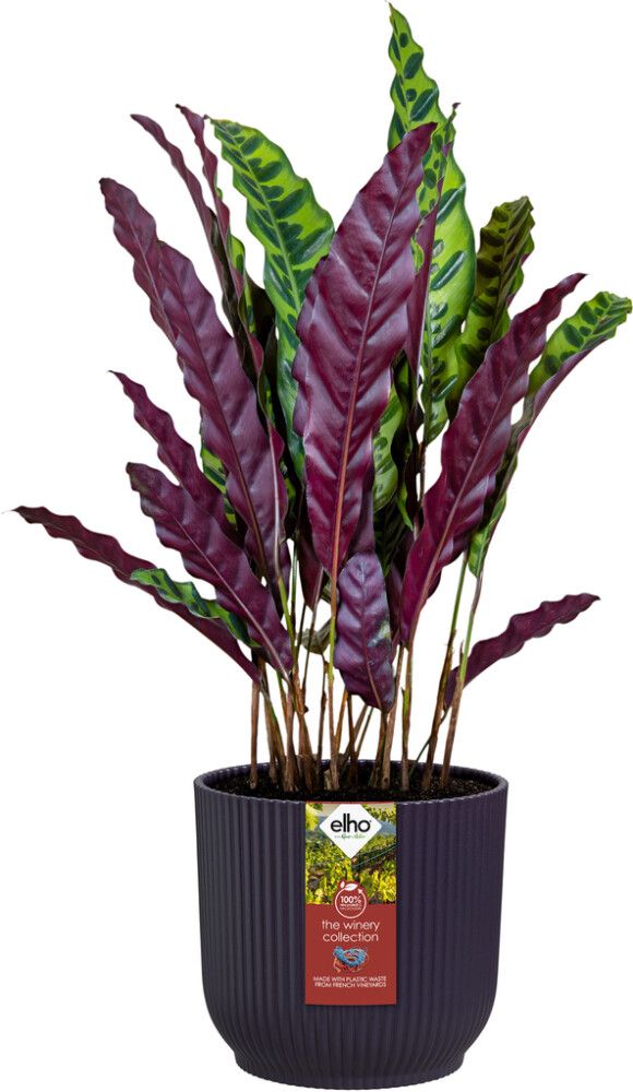 Ümbrispott Elho Winery 14 cm, lilla