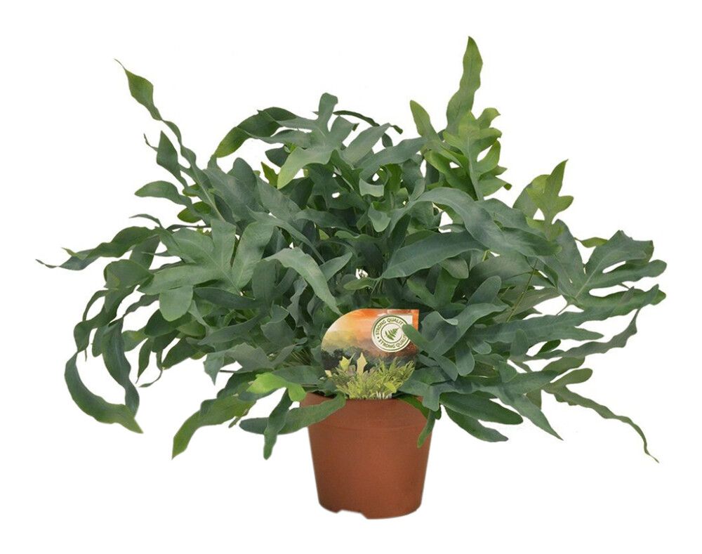 Harilik kuldimar Blue Ø 17 cm