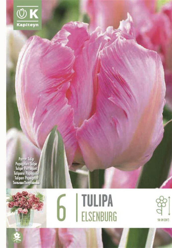 Tulp  Kapiteyn Parrot Elsenburg 6 tk