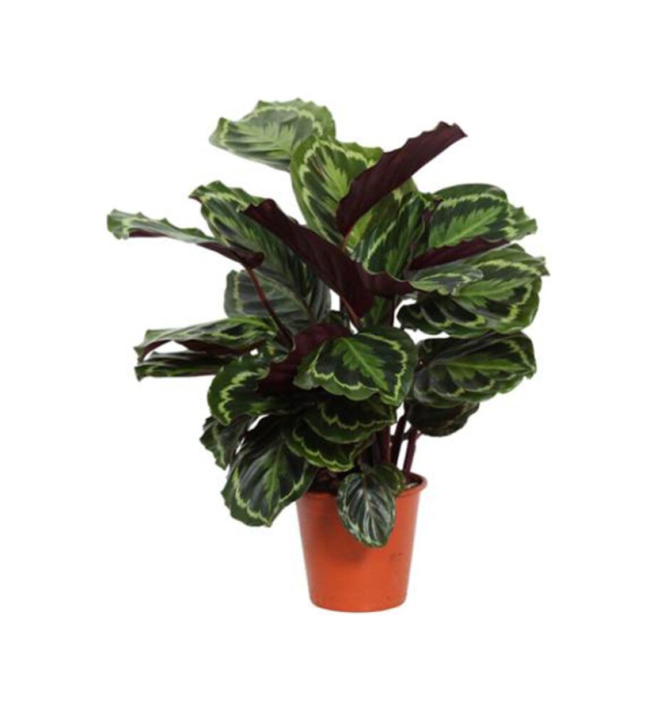 Tiigerlehik Calathea Medallion Ø 19