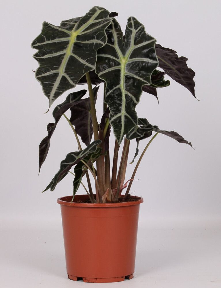 Alokaasia Polly Ø 17 cm
