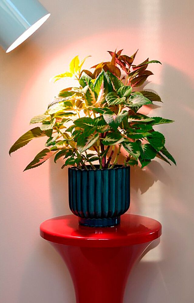 LED-taimelamp Airam Plant PAR30 835 800 lm 9,5 W E27 OP