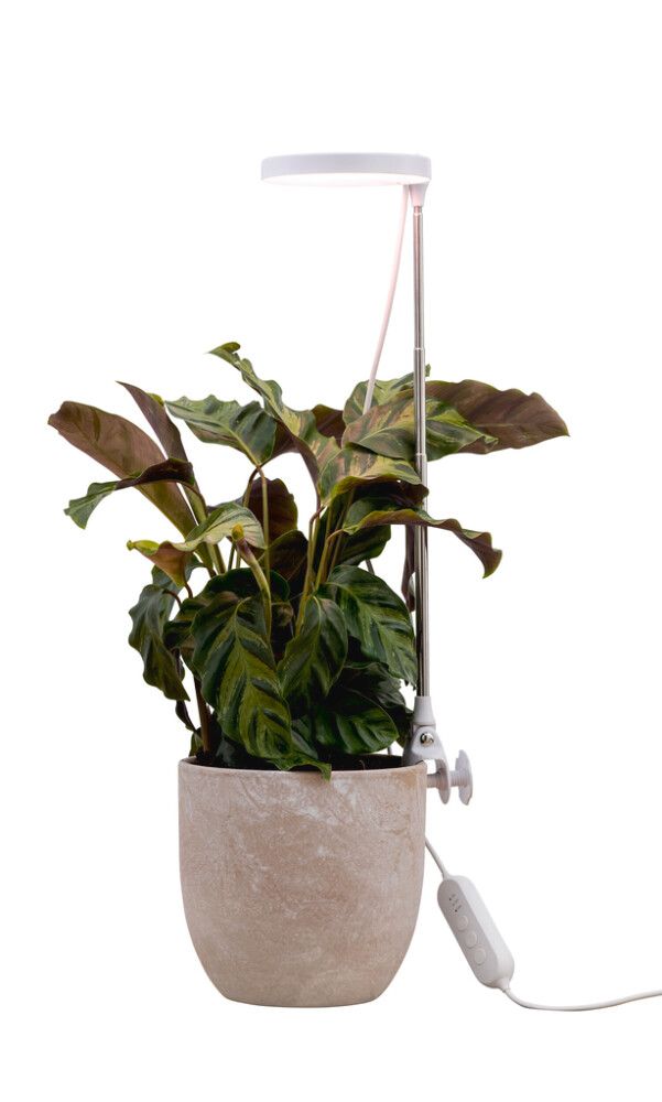 LED-taimevalgusti Airam Rose