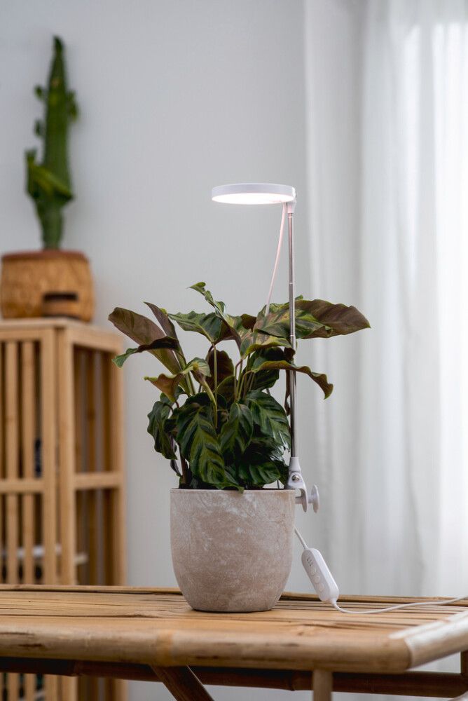 LED-taimevalgusti Airam Rose