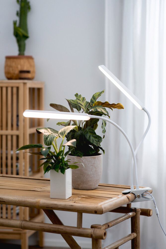 LED-taimevalgusti Airam Tulip