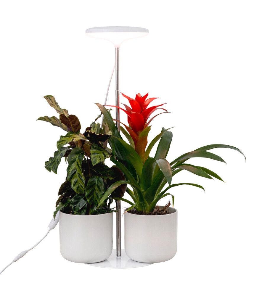 Taimevalgusti Airam Ivy 650 LM