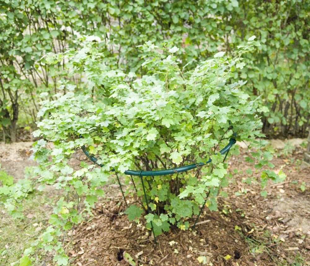 Põõsatugi ümmargune 92 cm