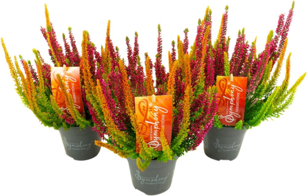 Kanarbik Symphonie Mix Ø 13 cm