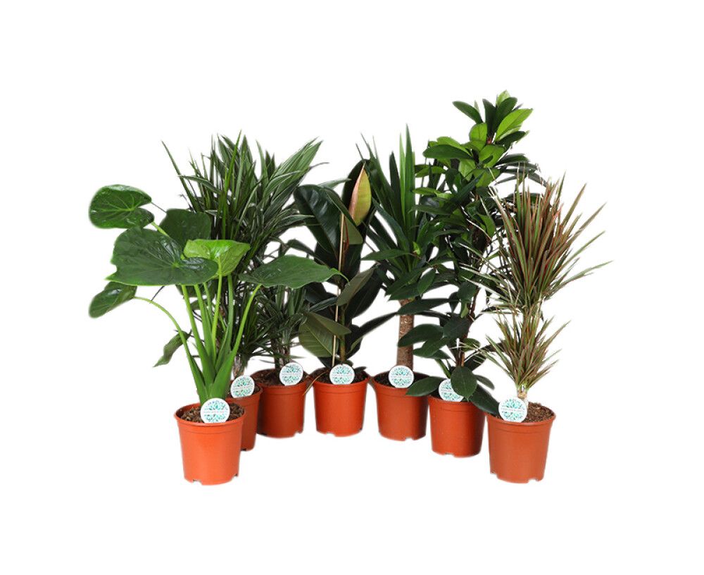 Roheliste toataimede mix Ø 21 cm