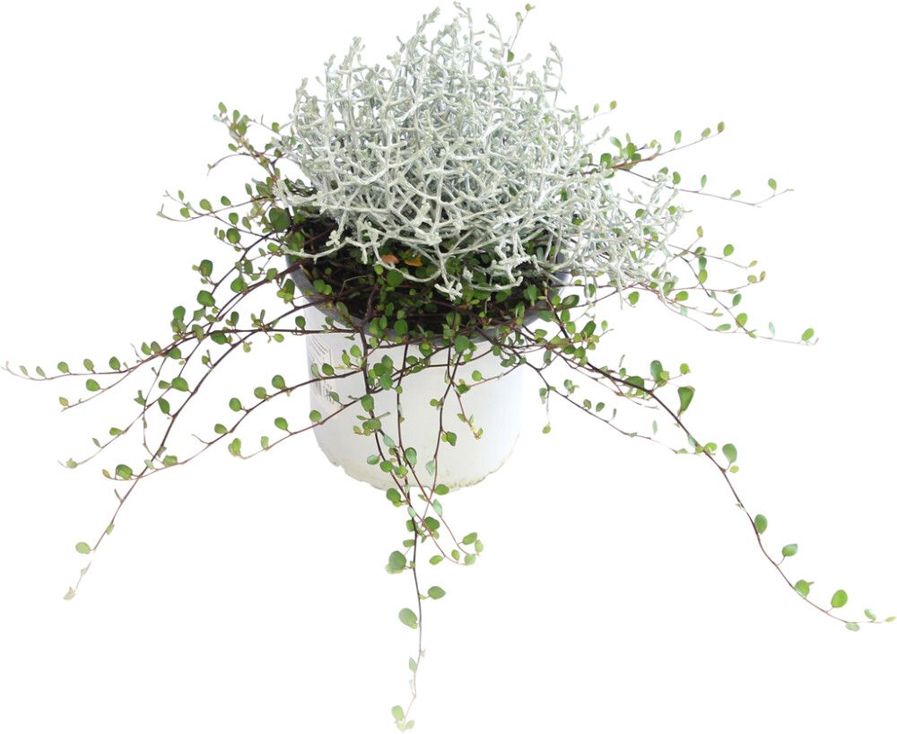 Hõbelõng + Põim-ronitatar 12 cm