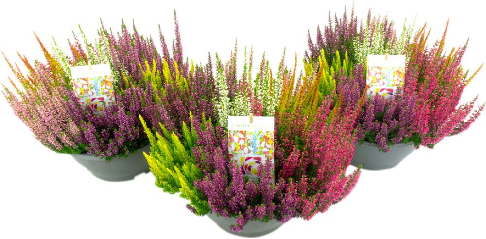 Kanarbik Beauty Ladies Mosaica Ø 23 cm