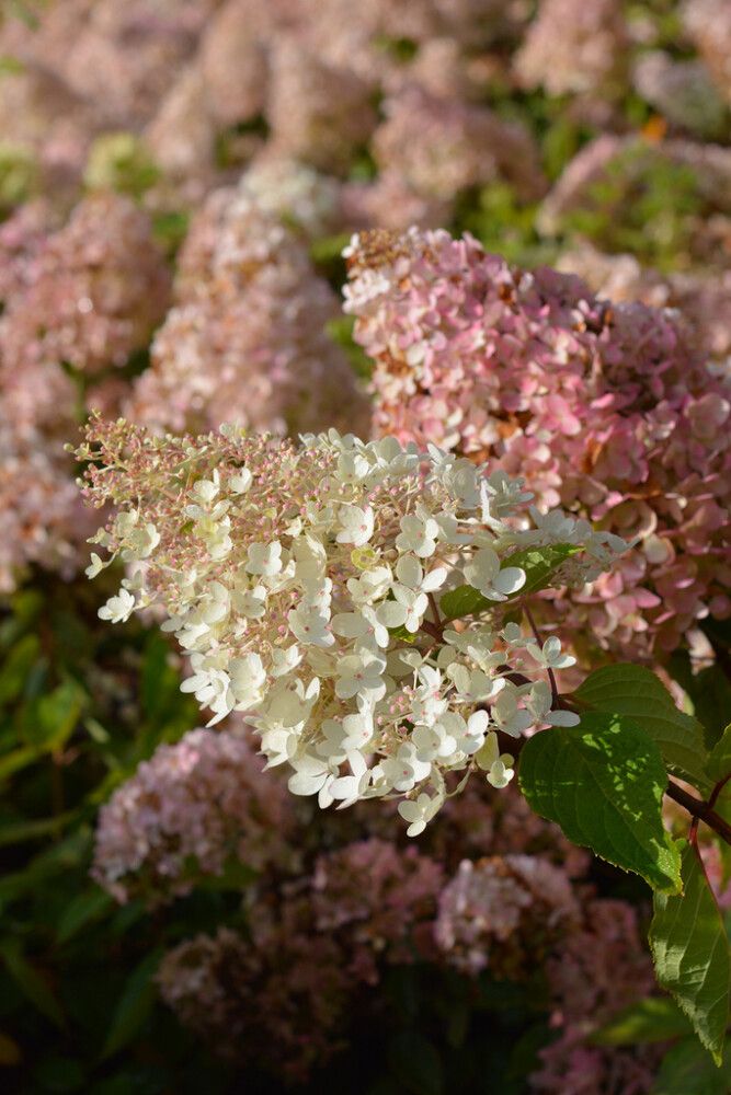 Hortensia Grandiflora                              