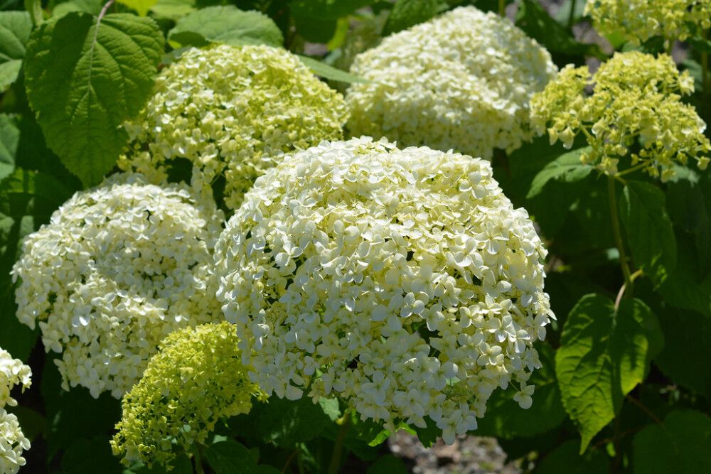Puis-hortensia Sweet Annabelle 3 l