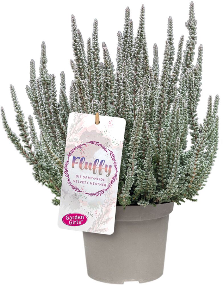 Kanarbik Fluffy Ø 11 cm