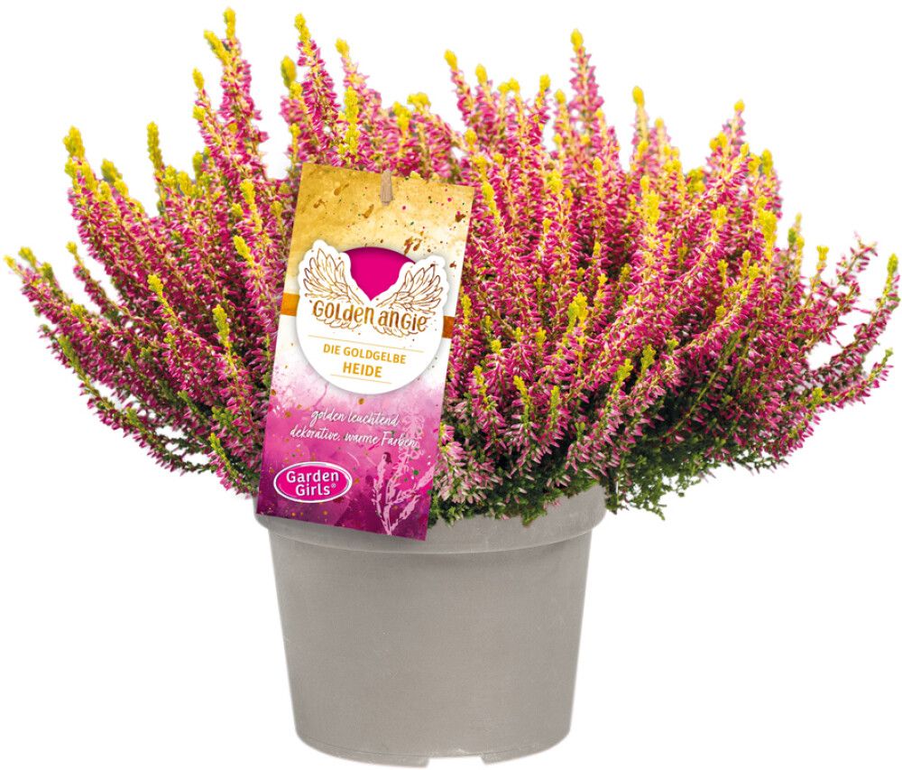 Kanarbik Golden Angie Ø 11 cm