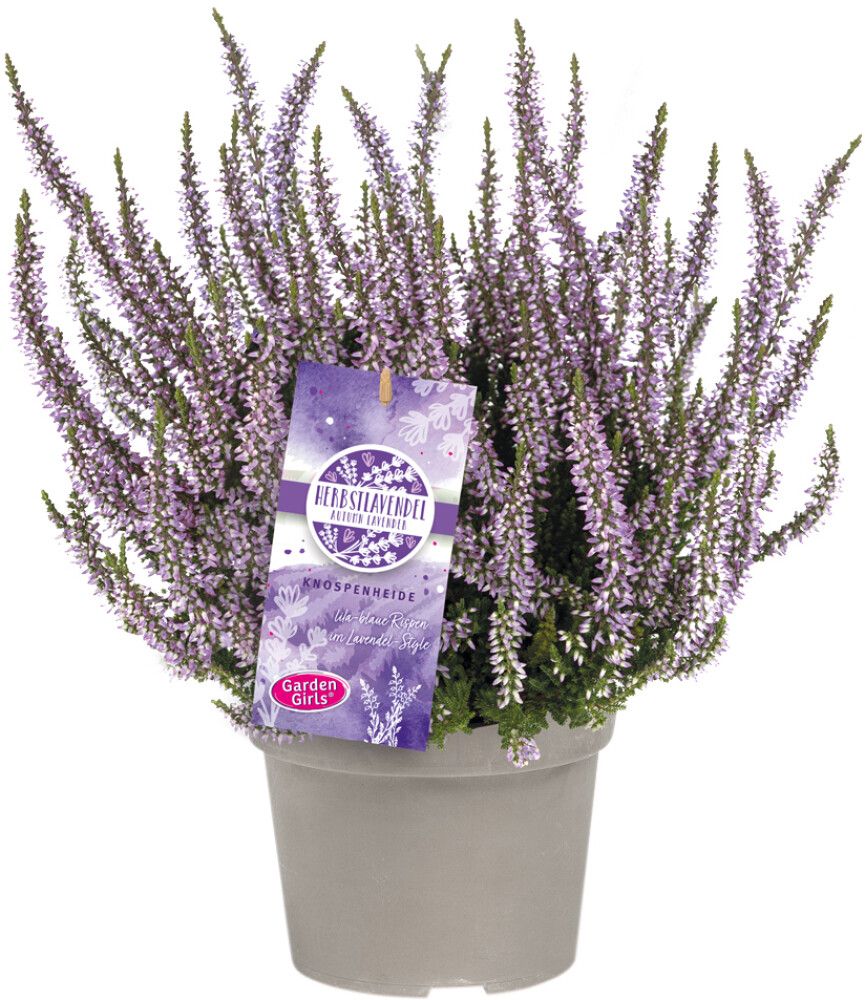 Kanarbik Herbstlavendel Ø 13 cm
