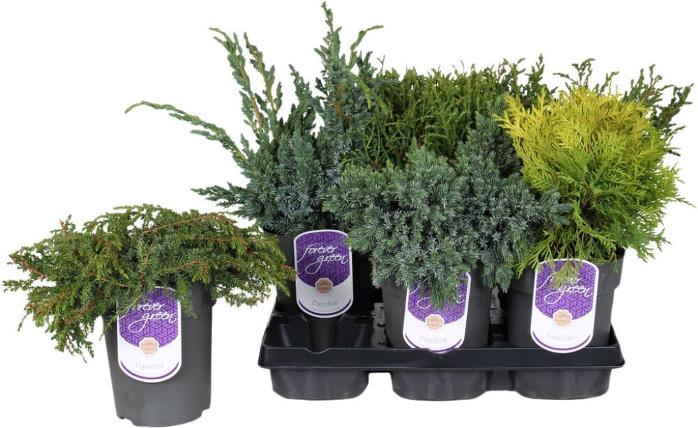 Okaspuude valik Ø 13 cm