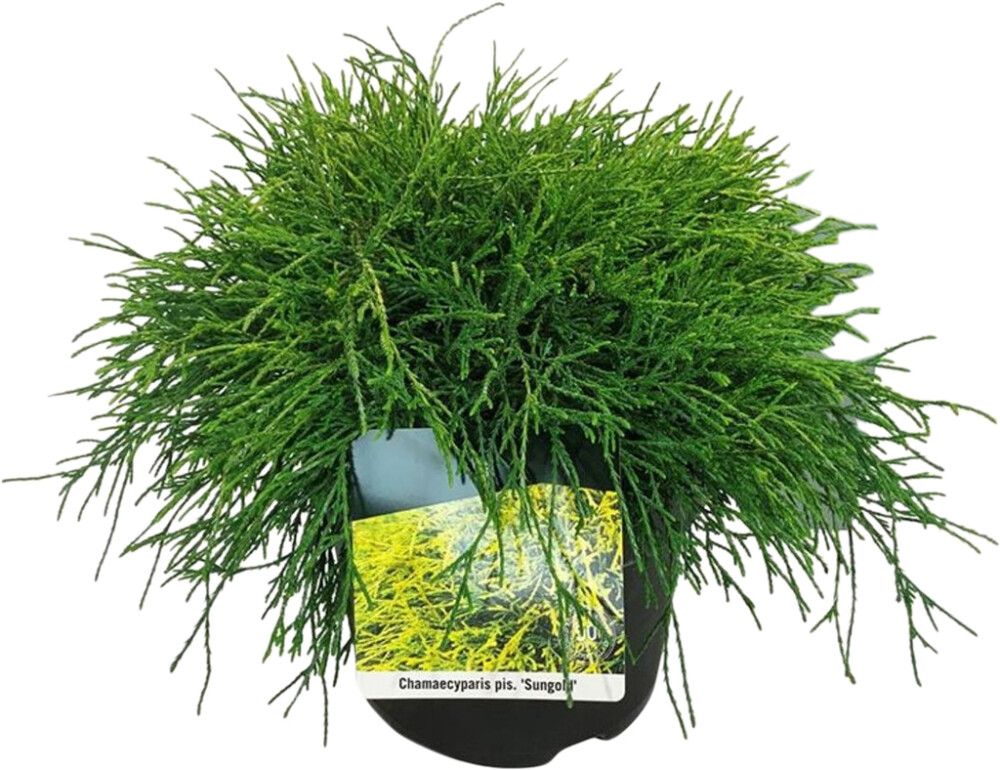 Mägi- ebaküpress Sungold Ø 17 cm