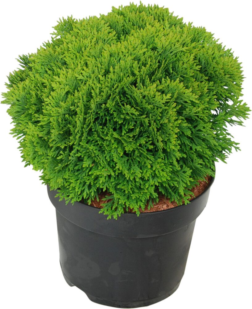 Harilik elupuu Danica