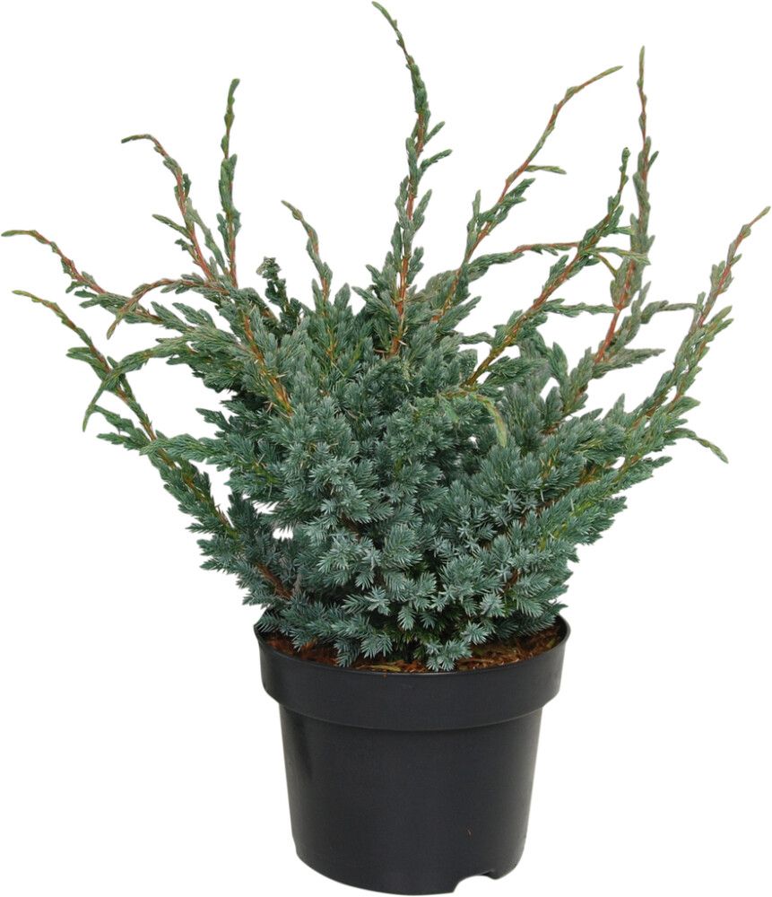 Kirju kadakas Meyeri