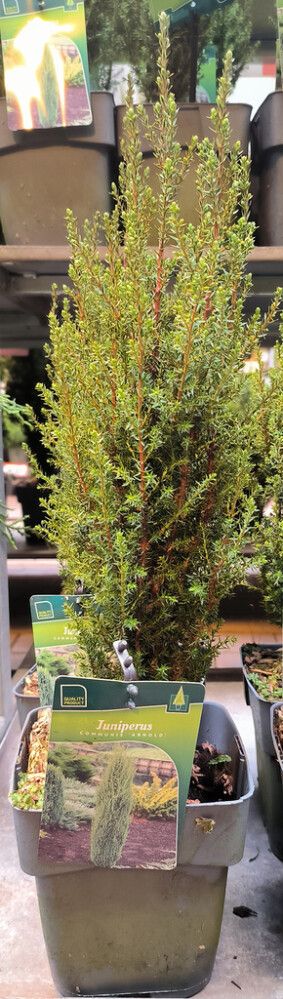 Kadakas Arnold Ø 17 cm