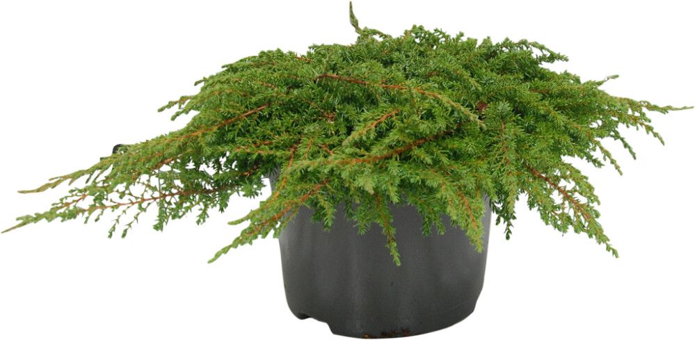 Harilik kadakas Green Carpet Ø 17 cm