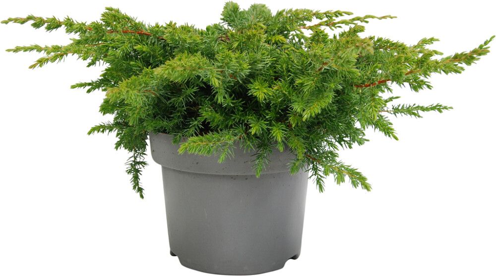 Randkadakas Schlager Ø 17 cm